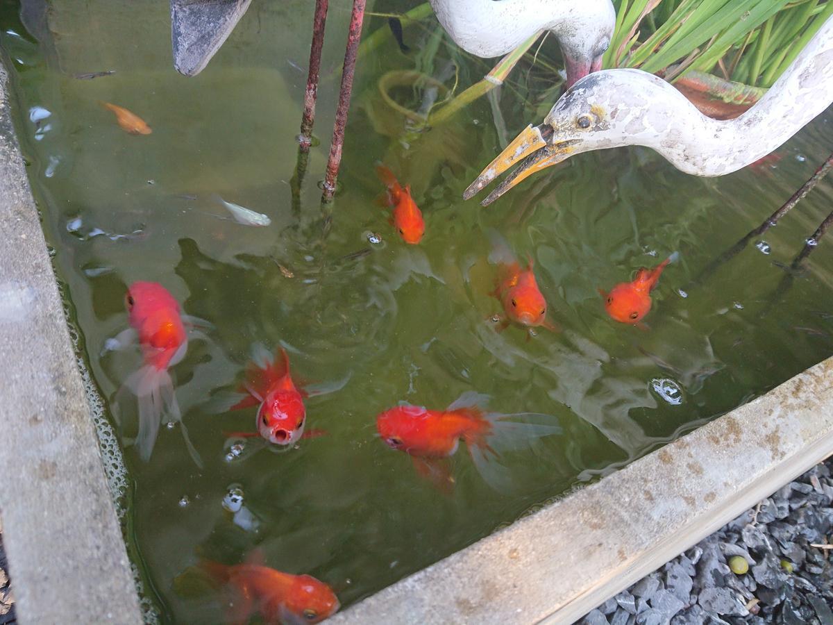 Lopburi Palm Resort Exterior foto
